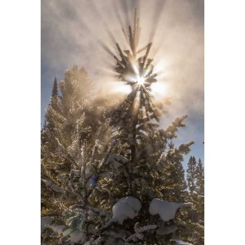 WY, Yellowstone Sunburst through tree in winter
